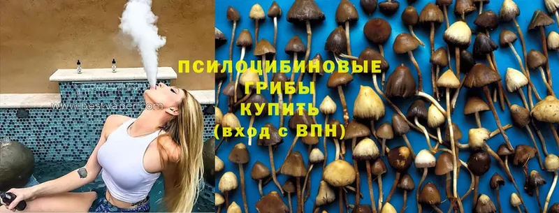 Псилоцибиновые грибы Psilocybe  Гусиноозёрск 